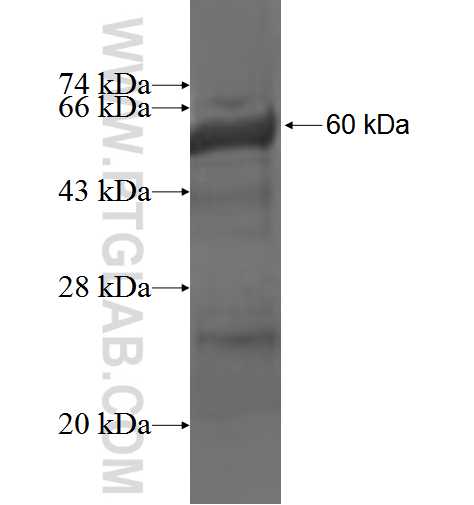 TSGA10 fusion protein Ag3311 SDS-PAGE