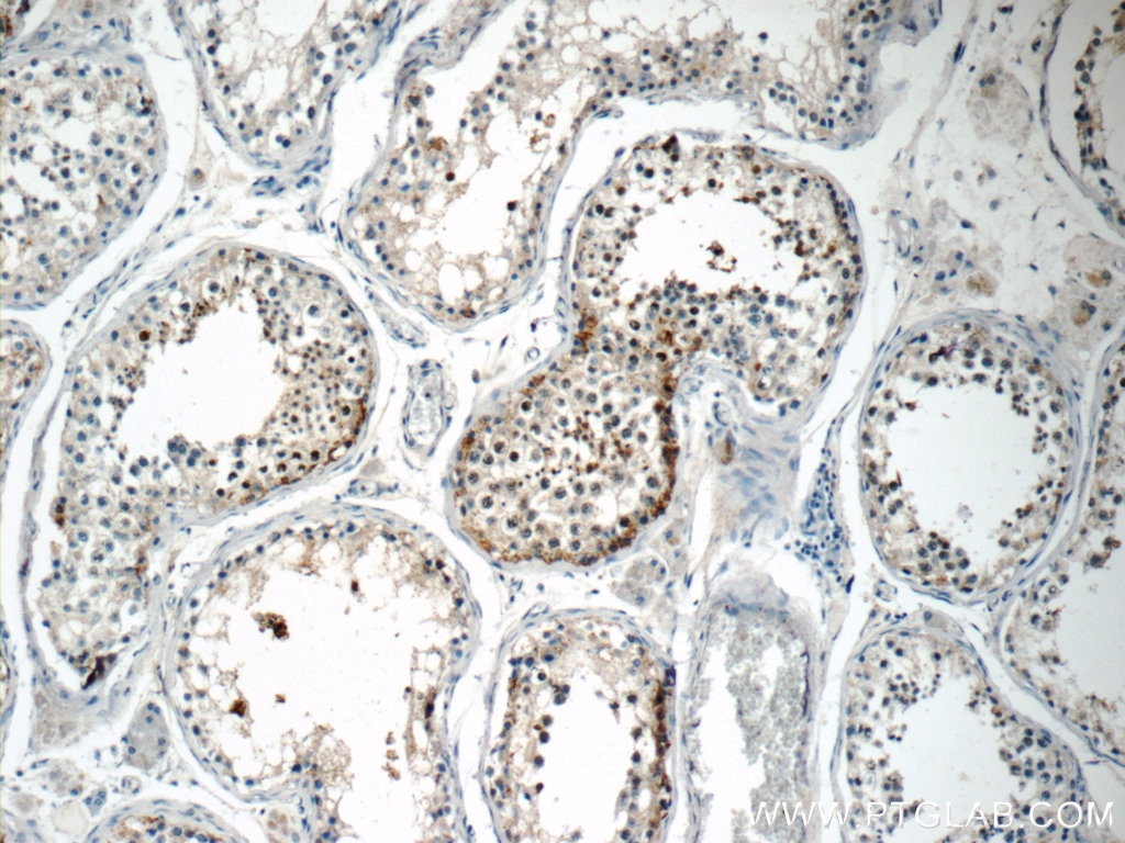Immunohistochemistry (IHC) staining of human testis tissue using TSGA13 Polyclonal antibody (17326-1-AP)