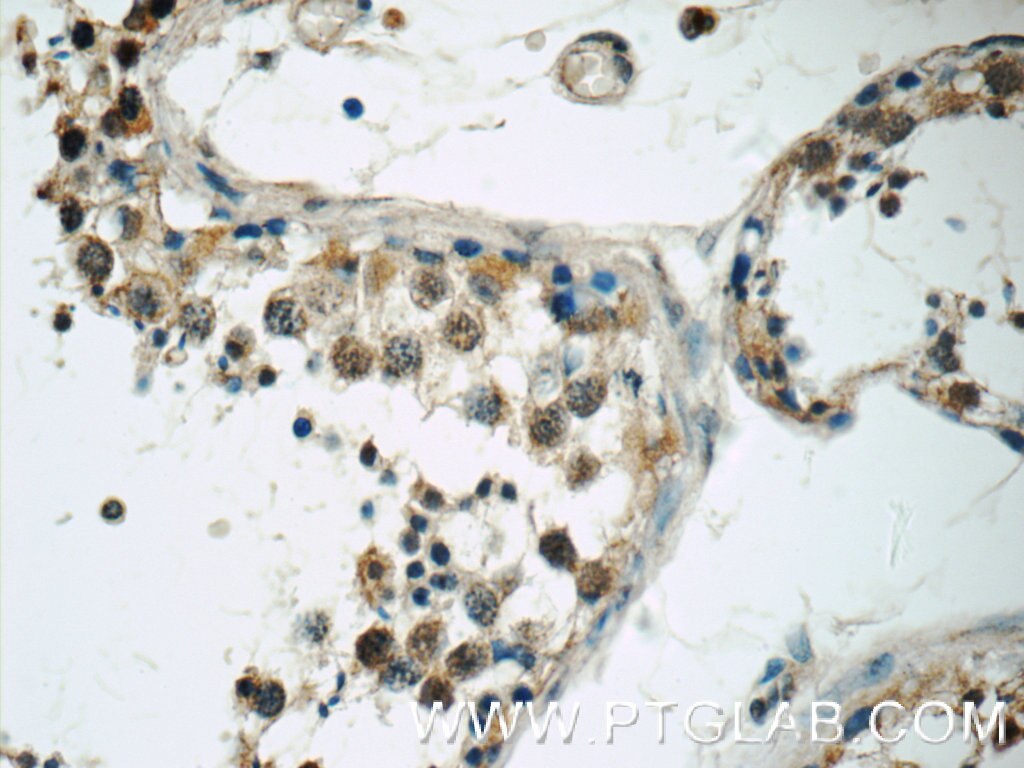 Immunohistochemistry (IHC) staining of human testis tissue using TSGA14 Polyclonal antibody (17566-1-AP)