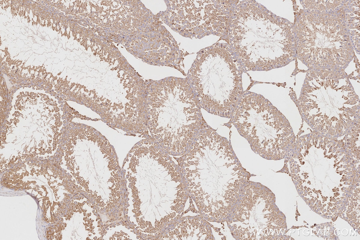Immunohistochemistry (IHC) staining of rat testis tissue using TSGA14 Polyclonal antibody (17566-1-AP)