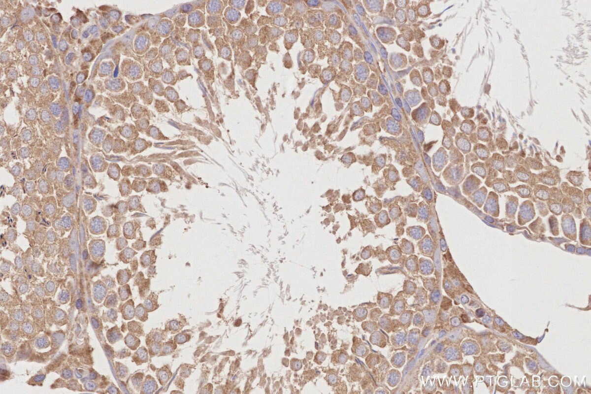 Immunohistochemistry (IHC) staining of rat testis tissue using TSGA14 Polyclonal antibody (17566-1-AP)