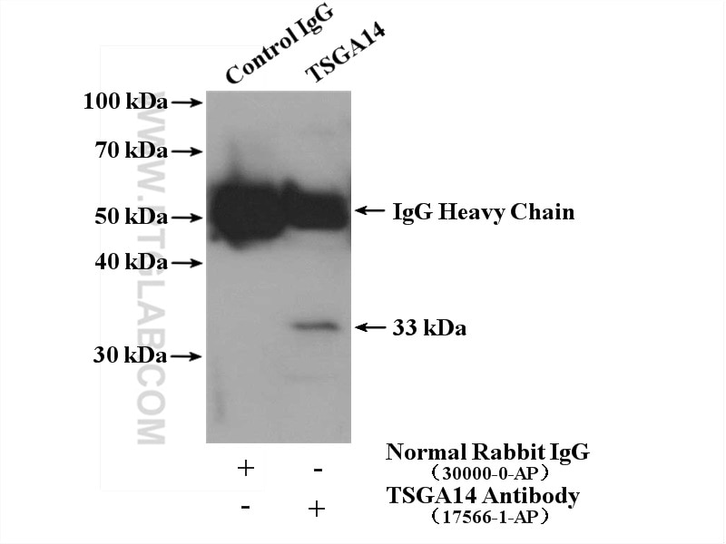 Immunoprecipitation (IP) experiment of mouse testis tissue using TSGA14 Polyclonal antibody (17566-1-AP)