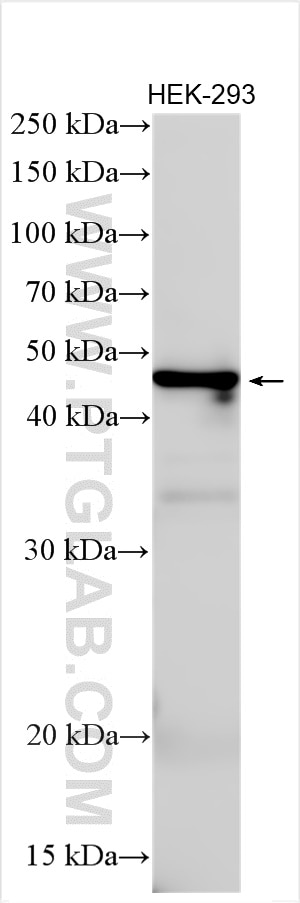 Western Blot (WB) analysis of various lysates using TSGA14 Polyclonal antibody (17566-1-AP)