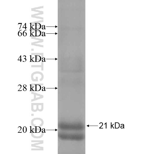 TSH-beta fusion protein Ag10721 SDS-PAGE