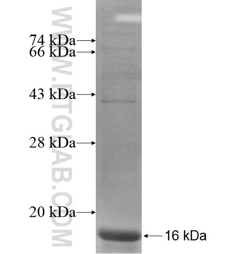 TSHB fusion protein Ag13941 SDS-PAGE