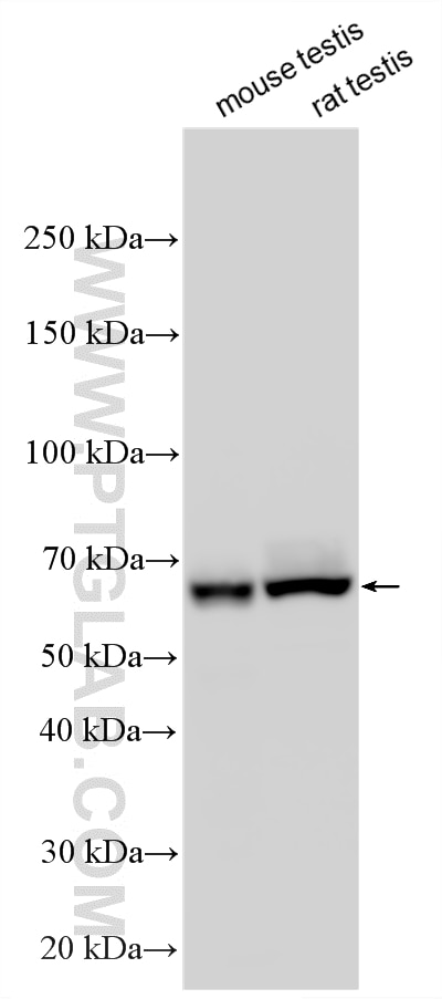 Western Blot (WB) analysis of various lysates using TSKS Polyclonal antibody (33992-1-AP)
