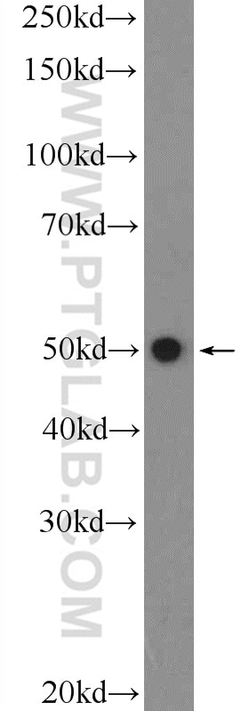 Western Blot (WB) analysis of HepG2 cells using TSKU Polyclonal antibody (12370-1-AP)