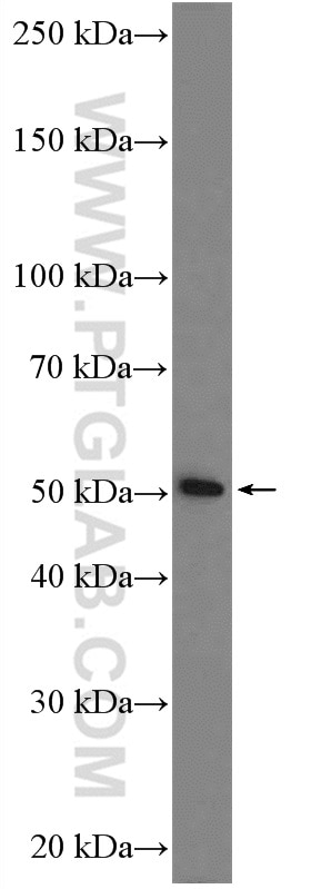 Western Blot (WB) analysis of mouse liver tissue using TSKU Polyclonal antibody (12370-1-AP)