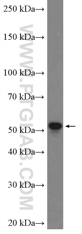 Western Blot (WB) analysis of mouse colon tissue using TSKU Polyclonal antibody (12370-1-AP)