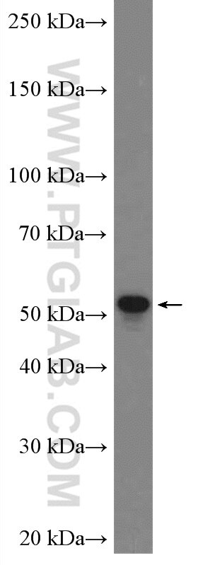 Western Blot (WB) analysis of mouse colon tissue using TSKU Polyclonal antibody (12370-1-AP)