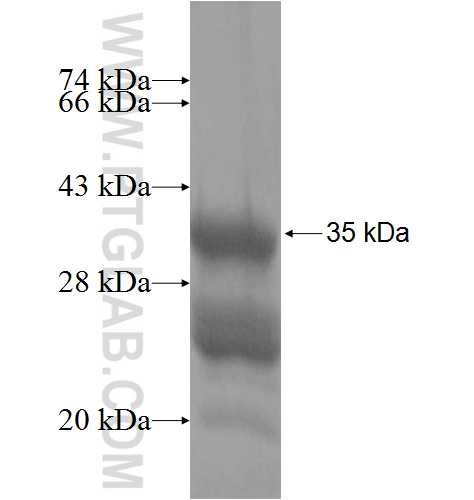 TSLP fusion protein Ag4771 SDS-PAGE