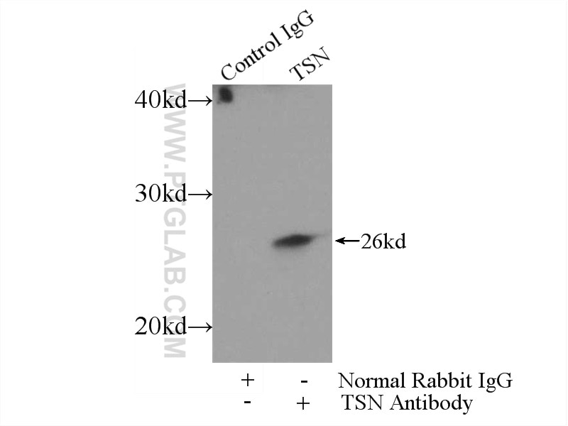 Immunoprecipitation (IP) experiment of MCF-7 cells using TSN Polyclonal antibody (55426-1-AP)