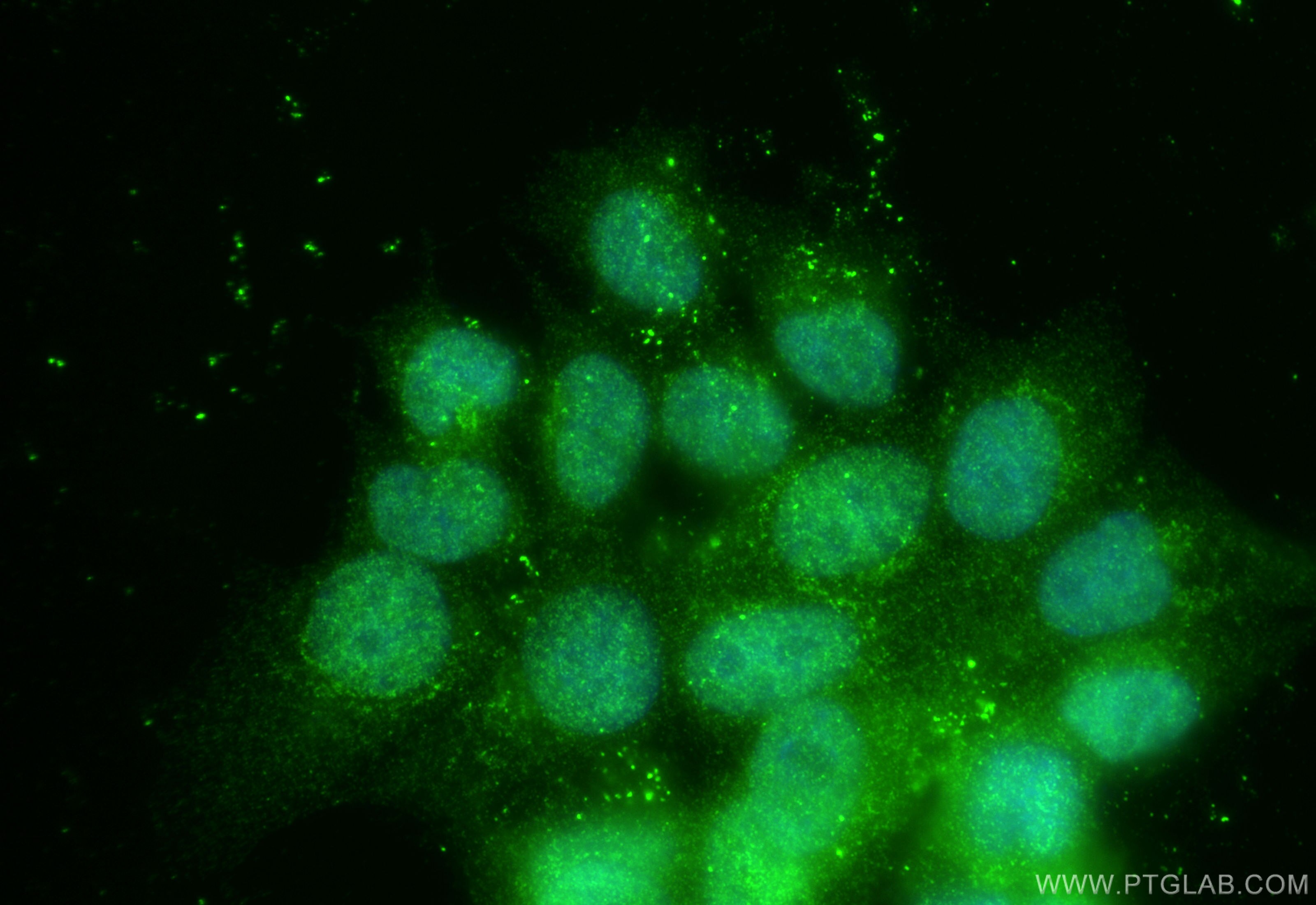Immunofluorescence (IF) / fluorescent staining of MCF-7 cells using TSNAX Polyclonal antibody (11040-1-AP)