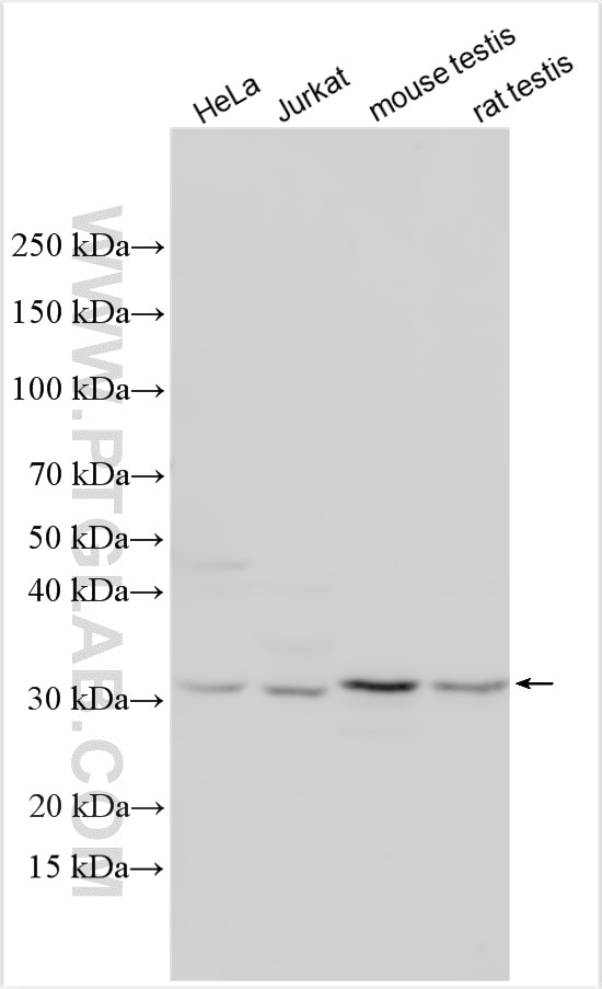 Western Blot (WB) analysis of various lysates using TSNAX Polyclonal antibody (11040-1-AP)