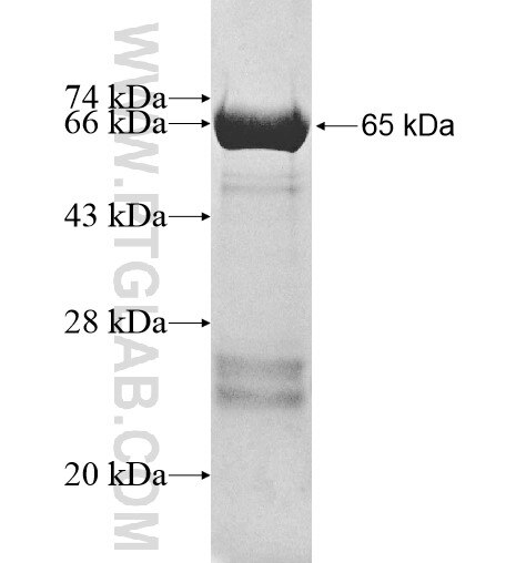 TSNAXIP1 fusion protein Ag12130 SDS-PAGE