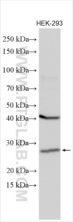 Western Blot (WB) analysis of various lysates using TSPAN1 Polyclonal antibody (16058-1-AP)