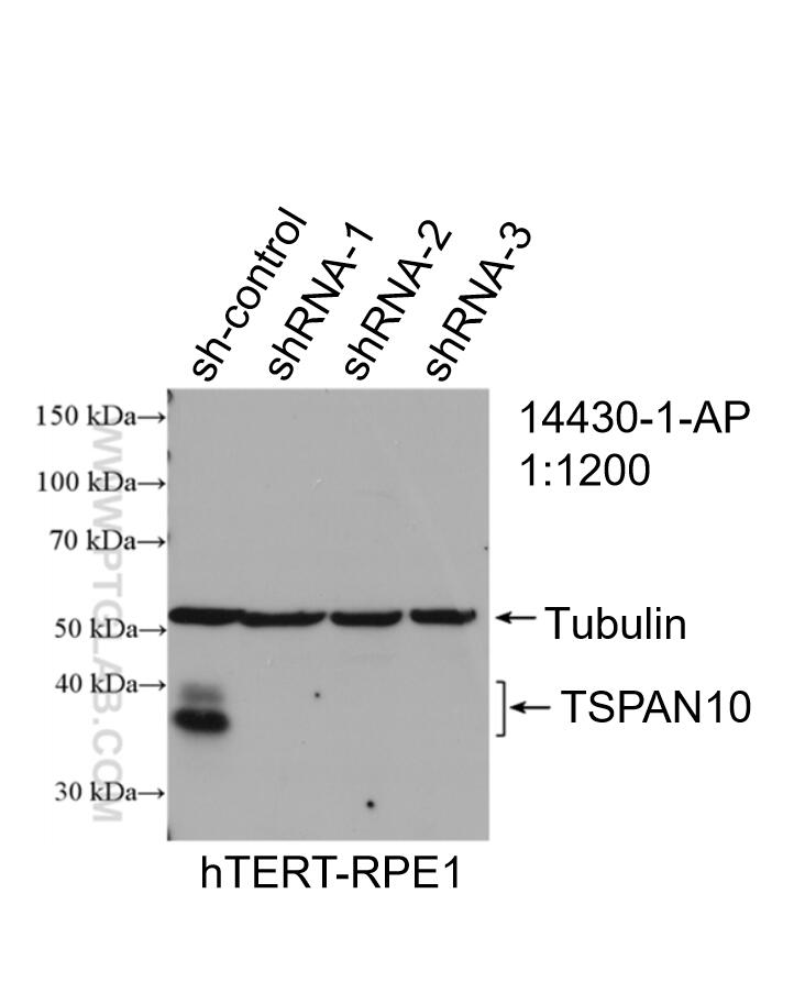 Western Blot (WB) analysis of hTERT-RPE1 cells using TSPAN10 Polyclonal antibody (14430-1-AP)