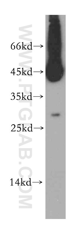 Western Blot (WB) analysis of HepG2 cells using TSPAN12 Polyclonal antibody (12812-1-AP)