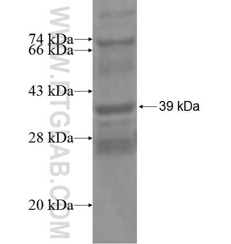 TSPAN12 fusion protein Ag3514 SDS-PAGE