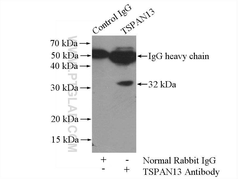 Immunoprecipitation (IP) experiment of mouse lung tissue using TSPAN13 Polyclonal antibody (13570-1-AP)