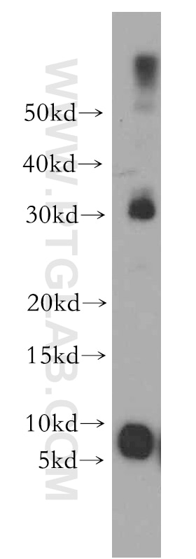 Western Blot (WB) analysis of mouse lung tissue using TSPAN13 Polyclonal antibody (13570-1-AP)