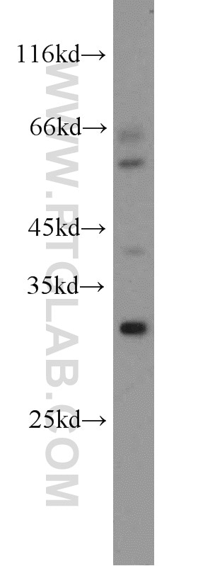 Western Blot (WB) analysis of mouse lung tissue using TSPAN13 Polyclonal antibody (18974-1-AP)