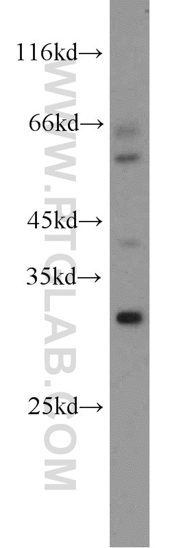 Western Blot (WB) analysis of mouse lung tissue using TSPAN13 Polyclonal antibody (18974-1-AP)