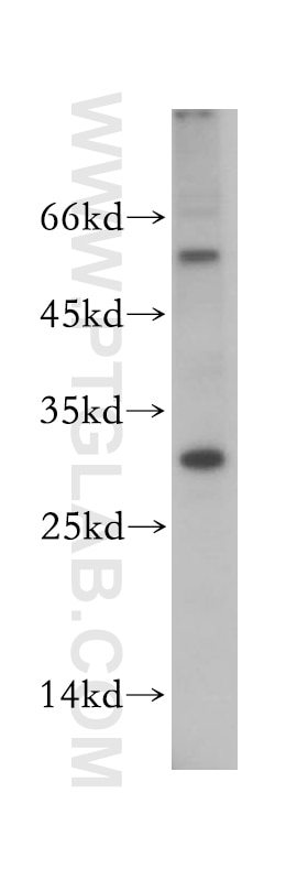 Western Blot (WB) analysis of mouse lung tissue using TSPAN13 Polyclonal antibody (18974-1-AP)