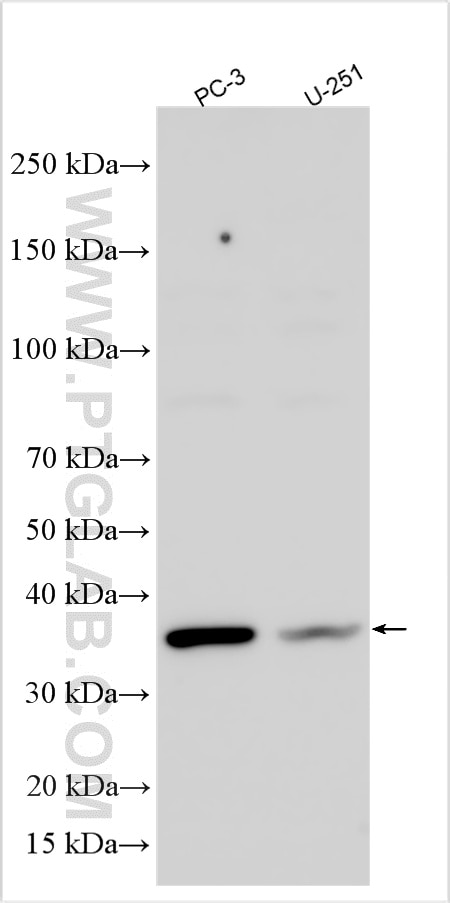Western Blot (WB) analysis of various lysates using TSPAN13 Polyclonal antibody (30072-1-AP)