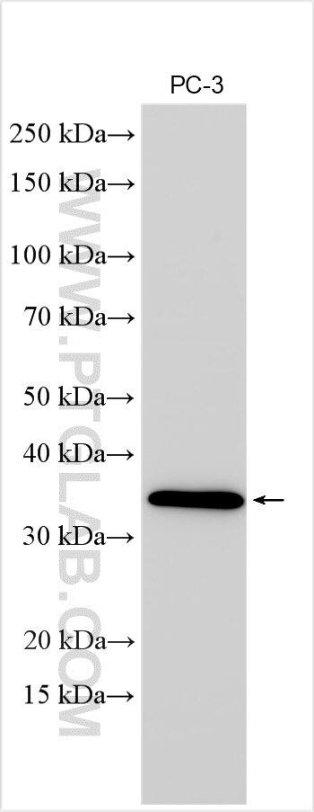 TSPAN13