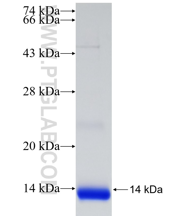 TSPAN13 fusion protein Ag32351 SDS-PAGE TSPAN13 fusion protein Ag32351 SDS-PAGE