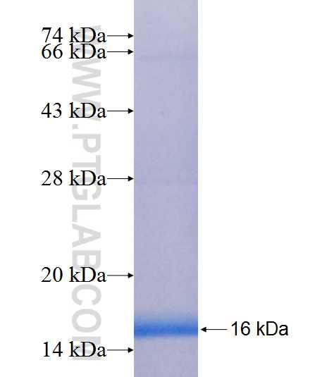 TSPAN13 fusion protein Ag6997 SDS-PAGE