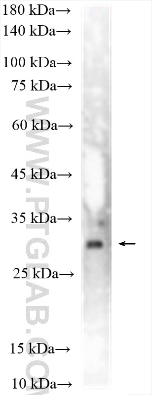 Western Blot (WB) analysis of SH-SY5Y cells using TSPAN14 Polyclonal antibody (15314-1-AP)