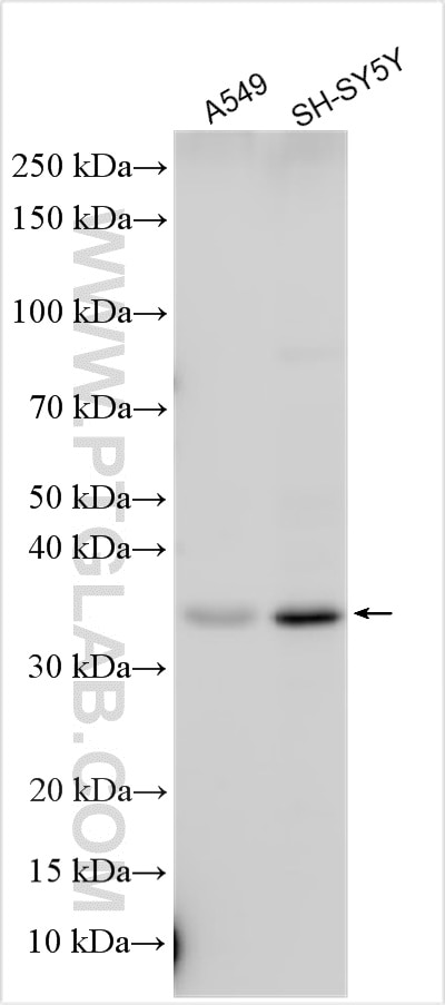 Western Blot (WB) analysis of A549 cells using TSPAN14 Polyclonal antibody (15314-1-AP)