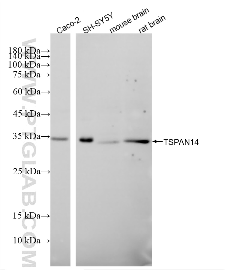 WB analysis using 87131-2-RR (same clone as 87131-2-PBS) Western Blot (WB) analysis of various lysates using TSPAN14 Recombinant monoclonal antibody (87131-2-RR)