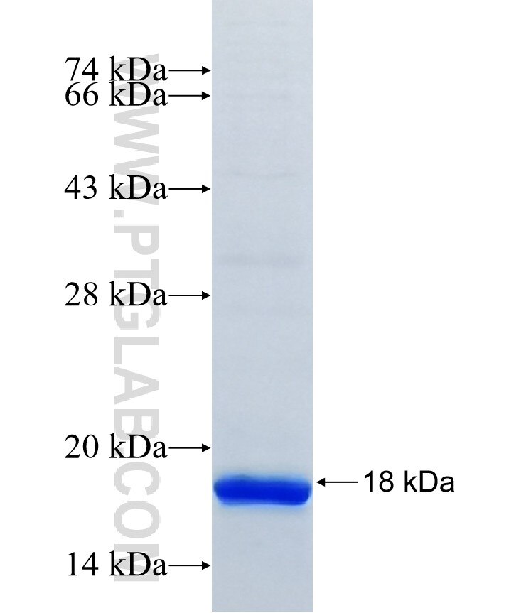 TSPAN14 fusion protein Ag7660 SDS-PAGE