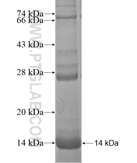 TSPAN16 fusion protein Ag20377 SDS-PAGE