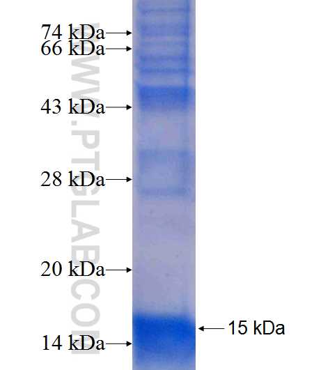 TSPAN18 fusion protein Ag9162 SDS-PAGE