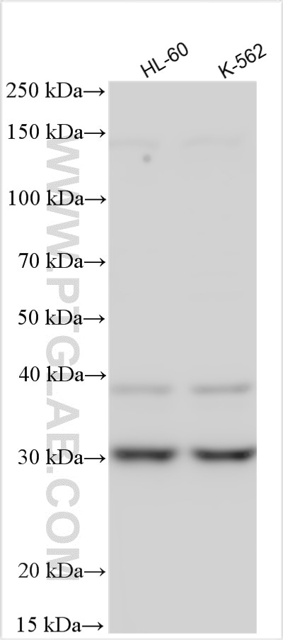 Western Blot (WB) analysis of various lysates using TSPAN2 Polyclonal antibody (20463-1-AP)