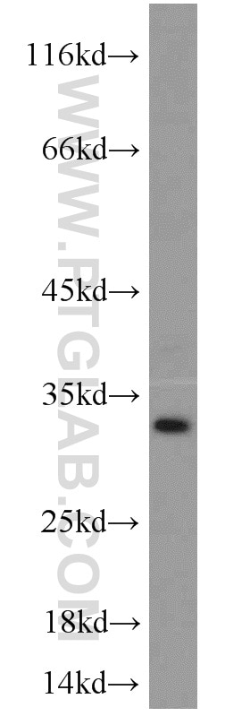 Western Blot (WB) analysis of HL-60 cells using TSPAN2 Polyclonal antibody (20463-1-AP)