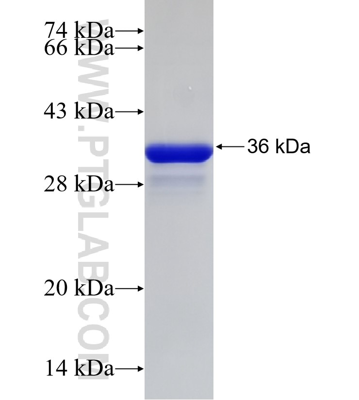 TSPAN3 fusion protein Ag33102 SDS-PAGE TSPAN3 fusion protein Ag33102 SDS-PAGE