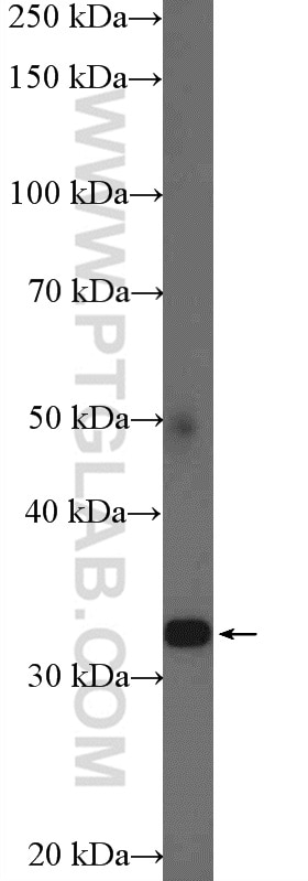 Western Blot (WB) analysis of mouse spleen tissue using TSPAN32 Polyclonal antibody (20320-1-AP)