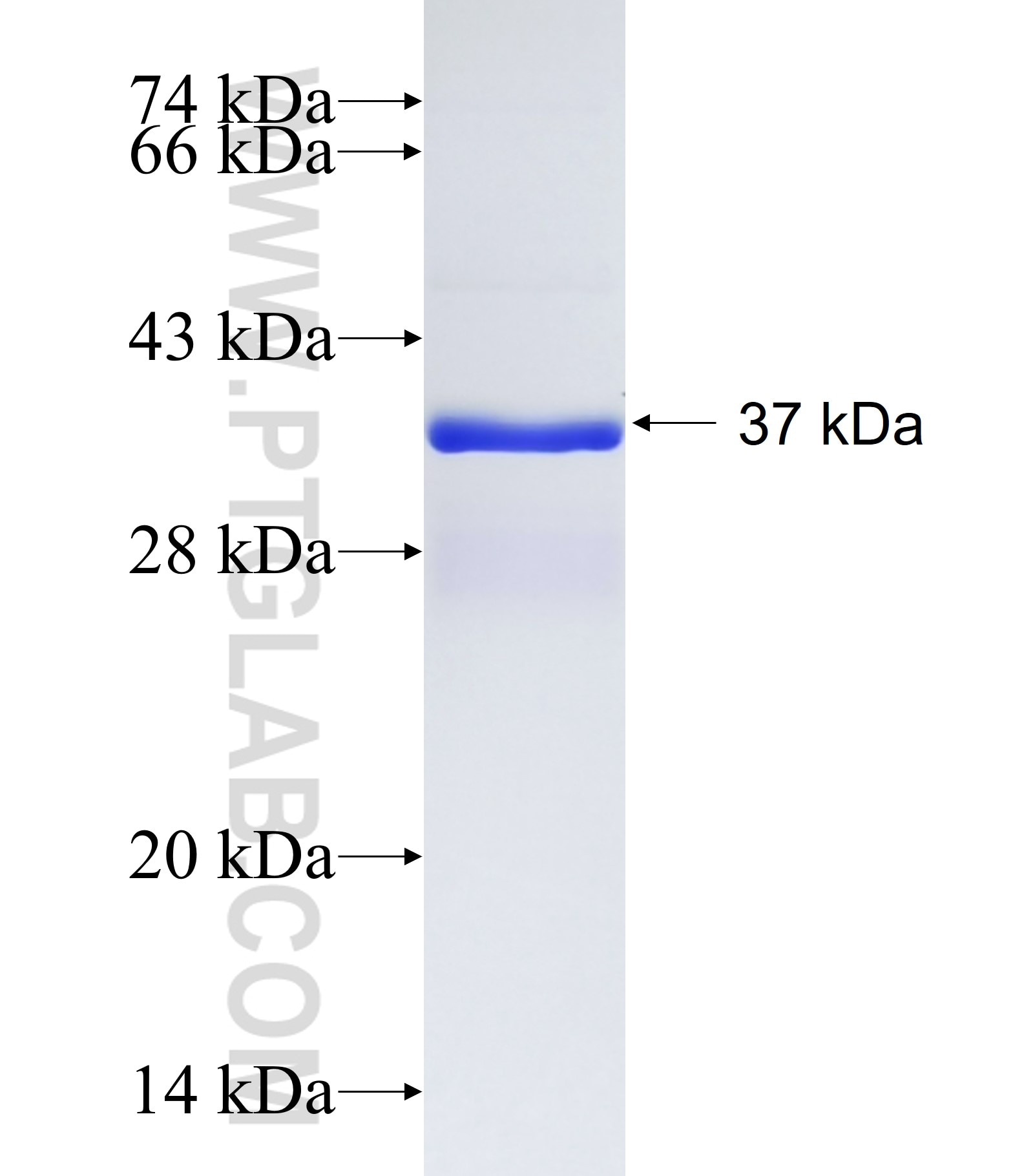 TSPAN4 fusion protein Ag14172 SDS-PAGE