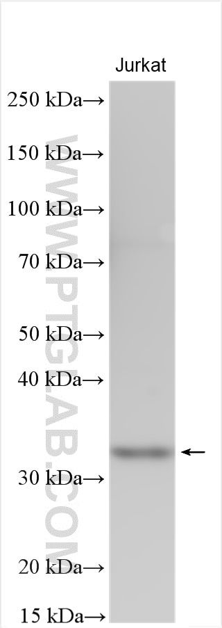 Western Blot (WB) analysis of Jurkat cells using TSPAN5 Polyclonal antibody (12122-1-AP)