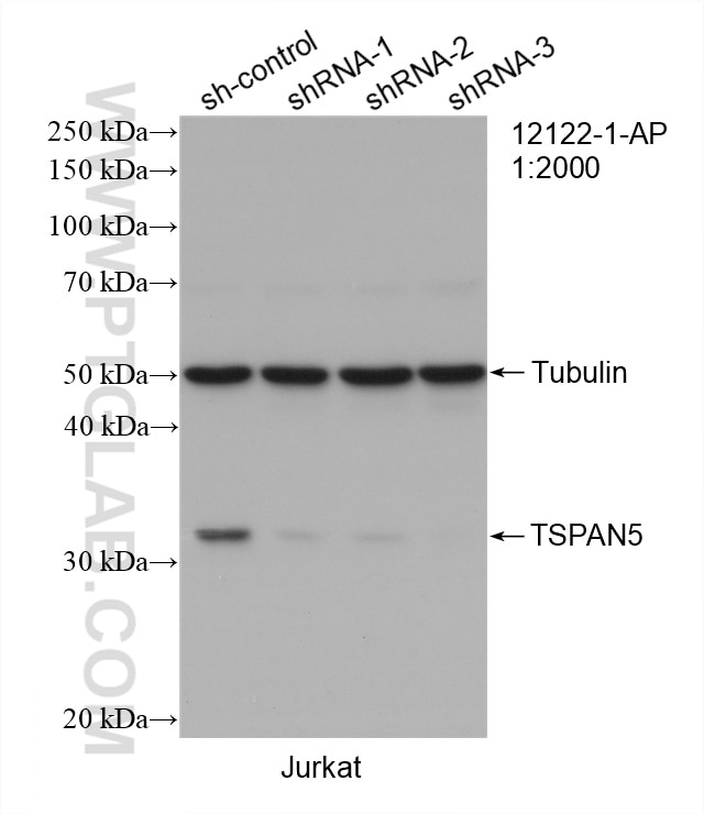 Western Blot (WB) analysis of Jurkat cells using TSPAN5 Polyclonal antibody (12122-1-AP)