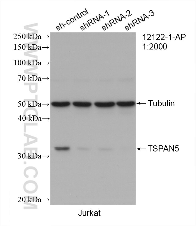 Western Blot (WB) analysis of Jurkat cells using TSPAN5 Polyclonal antibody (12122-1-AP)