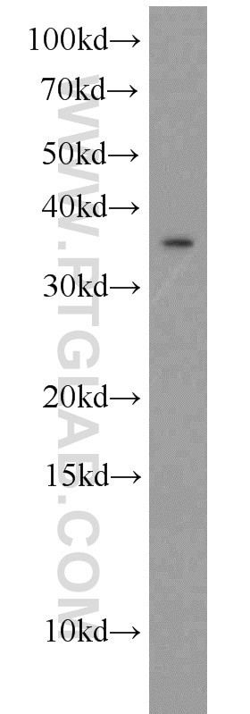 Western Blot (WB) analysis of K-562 cells using TSPAN7 Polyclonal antibody (18695-1-AP)