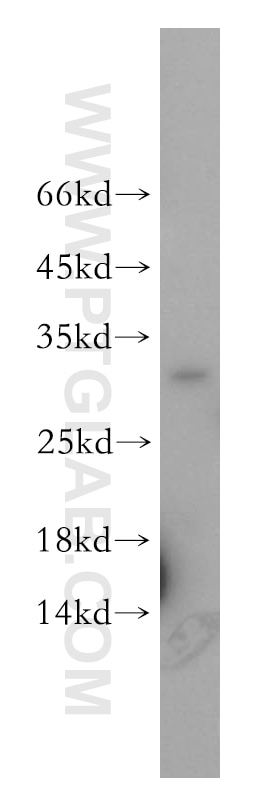 Western Blot (WB) analysis of K-562 cells using TSPAN7 Polyclonal antibody (18695-1-AP)