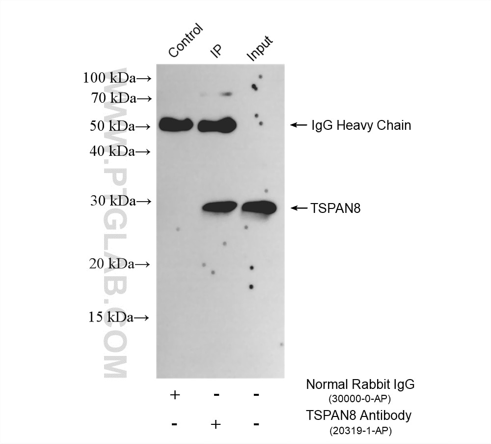 Immunoprecipitation (IP) experiment of PC-12 cells using TSPAN8 Polyclonal antibody (20319-1-AP)