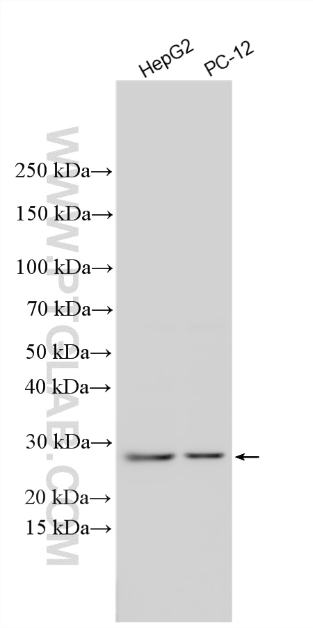 Western Blot (WB) analysis of various lysates using TSPAN8 Polyclonal antibody (20319-1-AP)